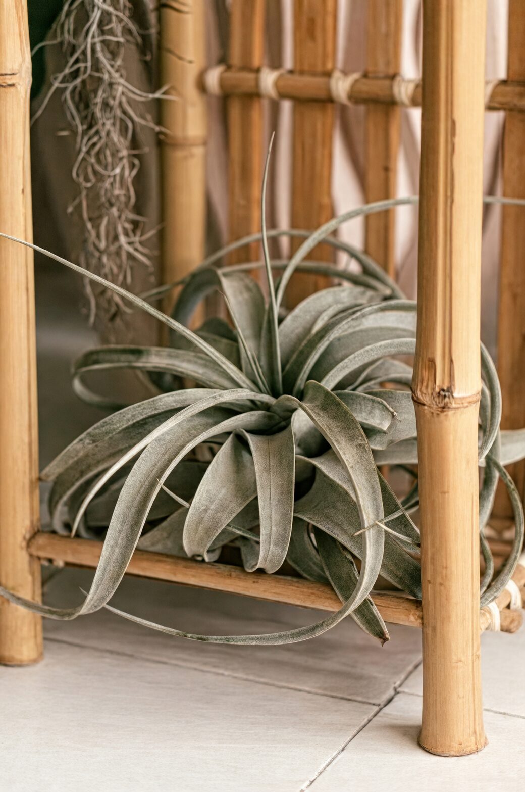 Tillandsia xerographica misting from side
