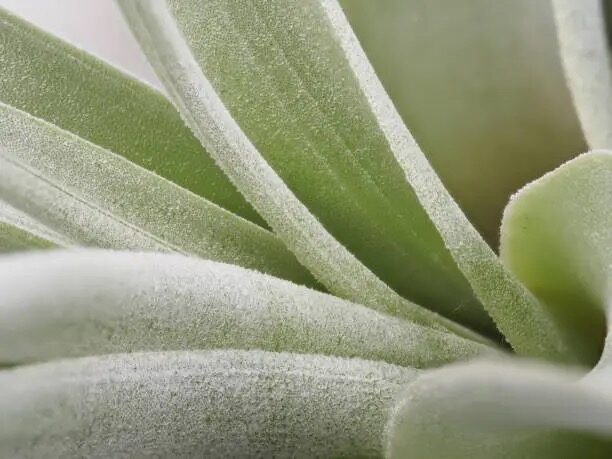 银粉不是灰尘！解密霸王空气凤梨的鳞片毛超能力
