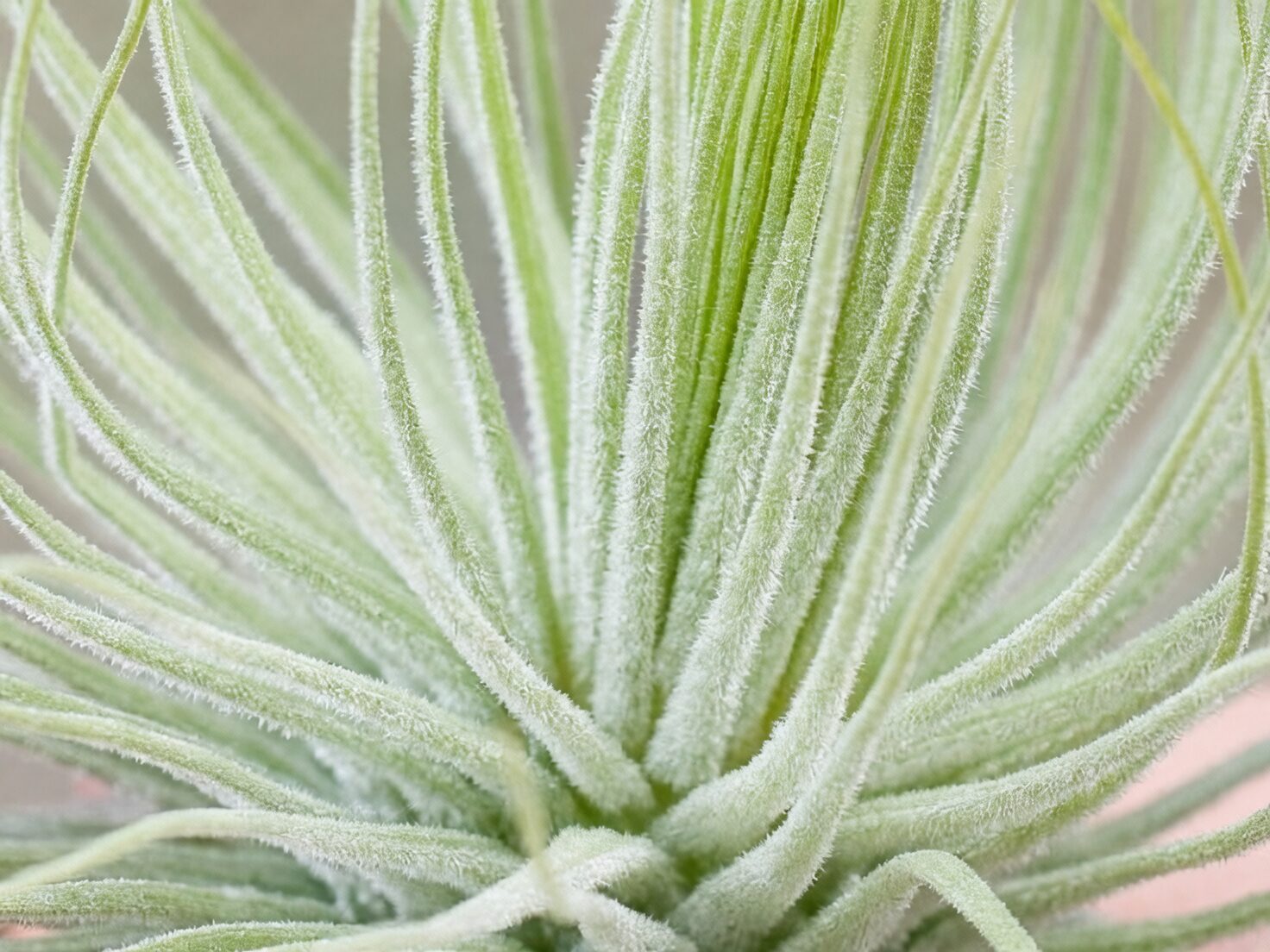 tillandsia xerographica trichomes macro