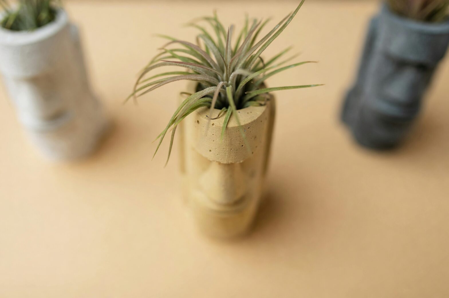 tillandsia xerographica bright windowsill