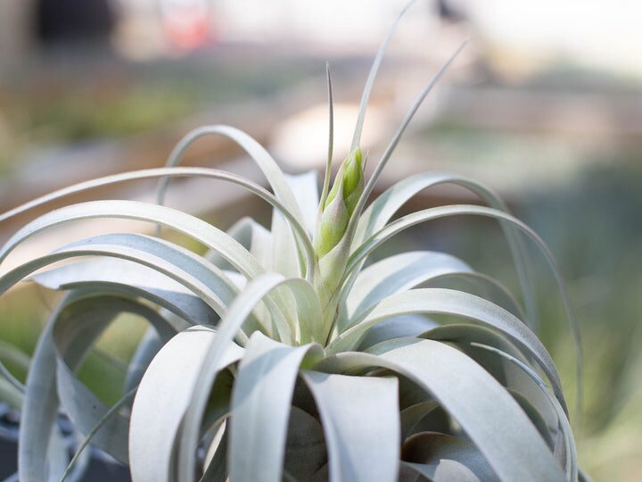 tillandsia xerographica bloom purple flowers
