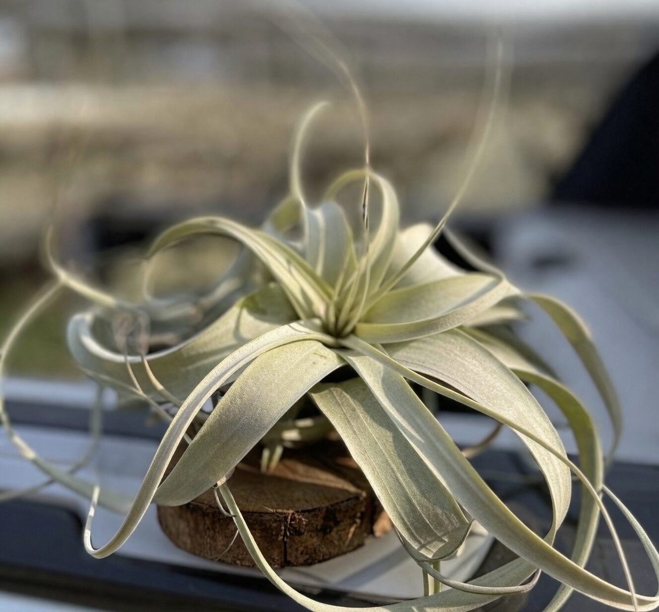 Tillandsia xerographica leaf trichomes close-up