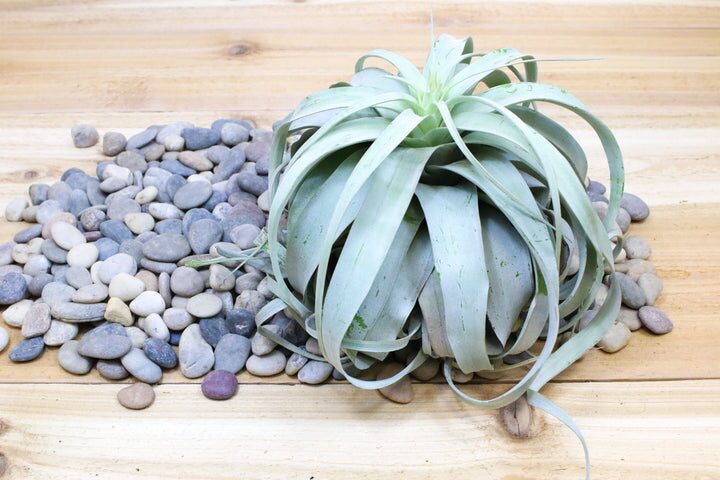 Tillandsia xerographica on rocky cliff