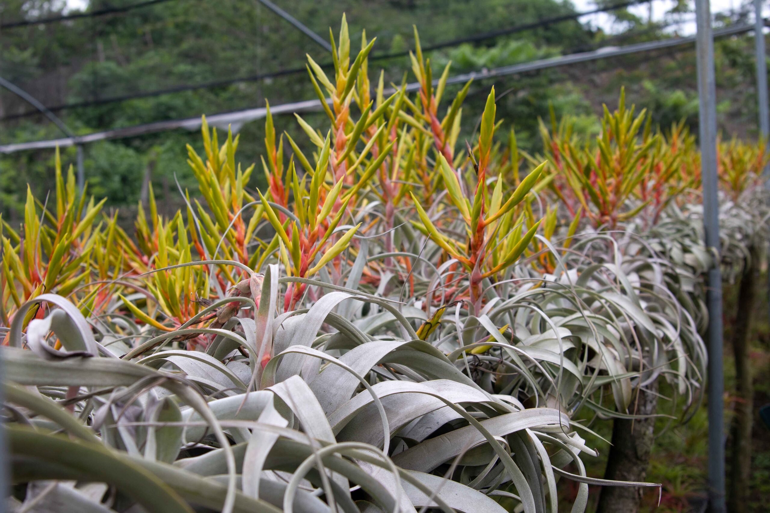 Tillandsia xerographica flowering inflorescence