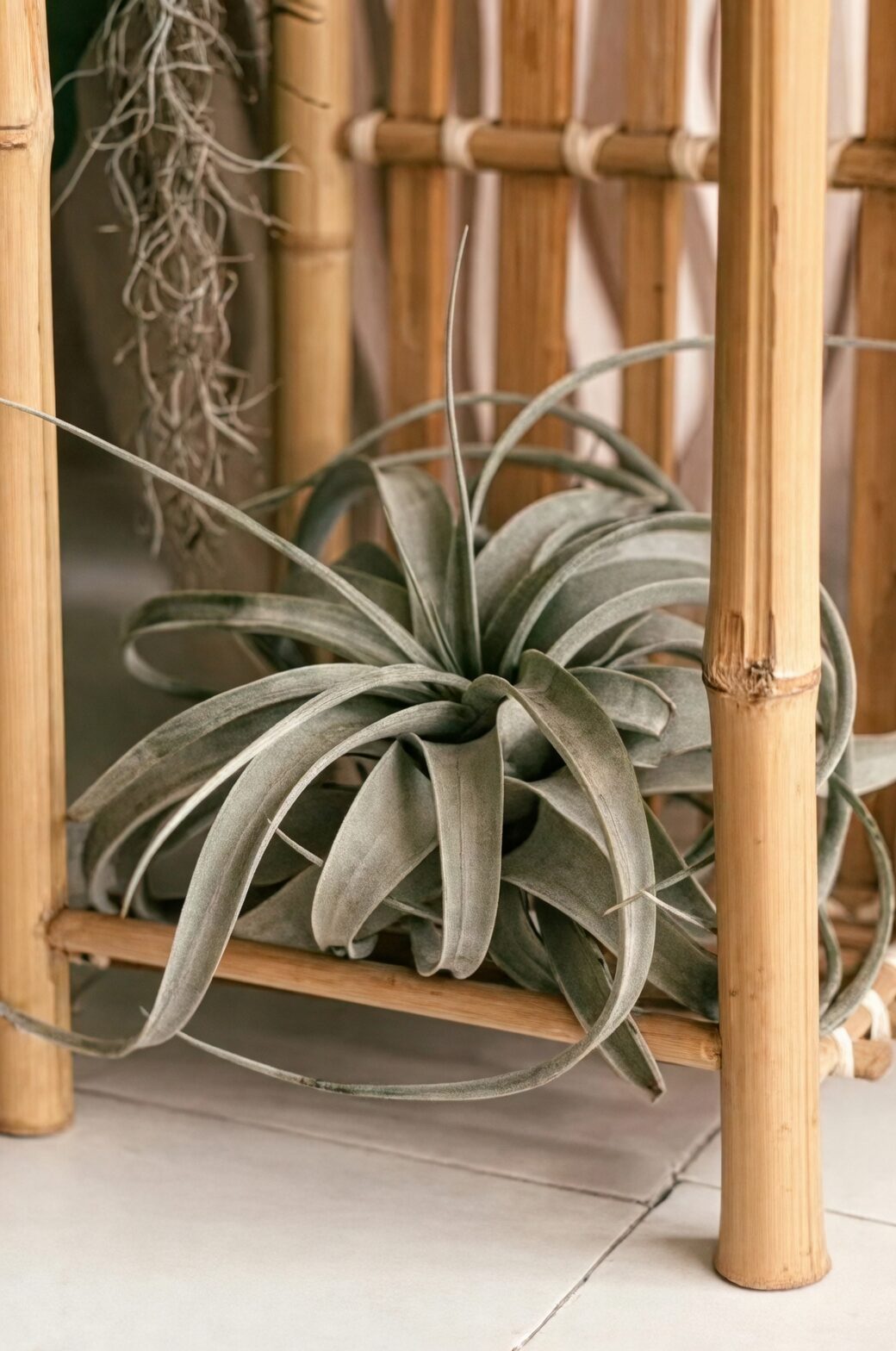 tillandsia xerographica on metal stand