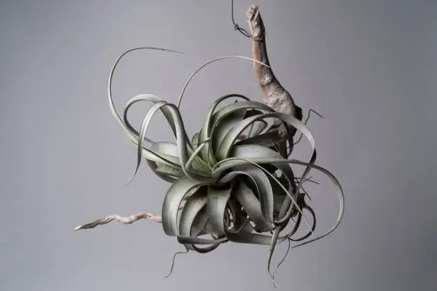 tillandsia xerographica on driftwood