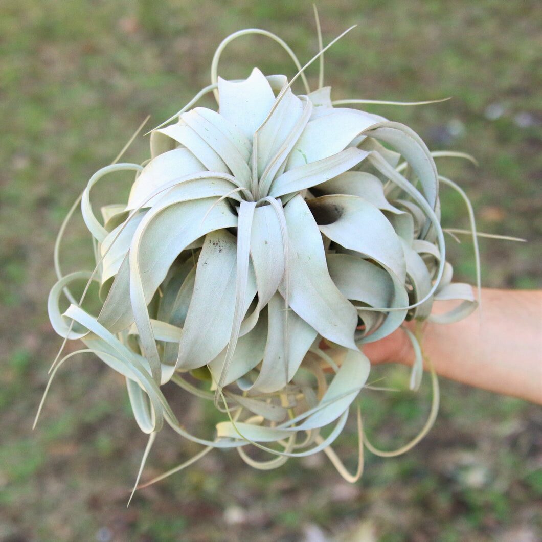tillandsia xerographica bathroom window shelf