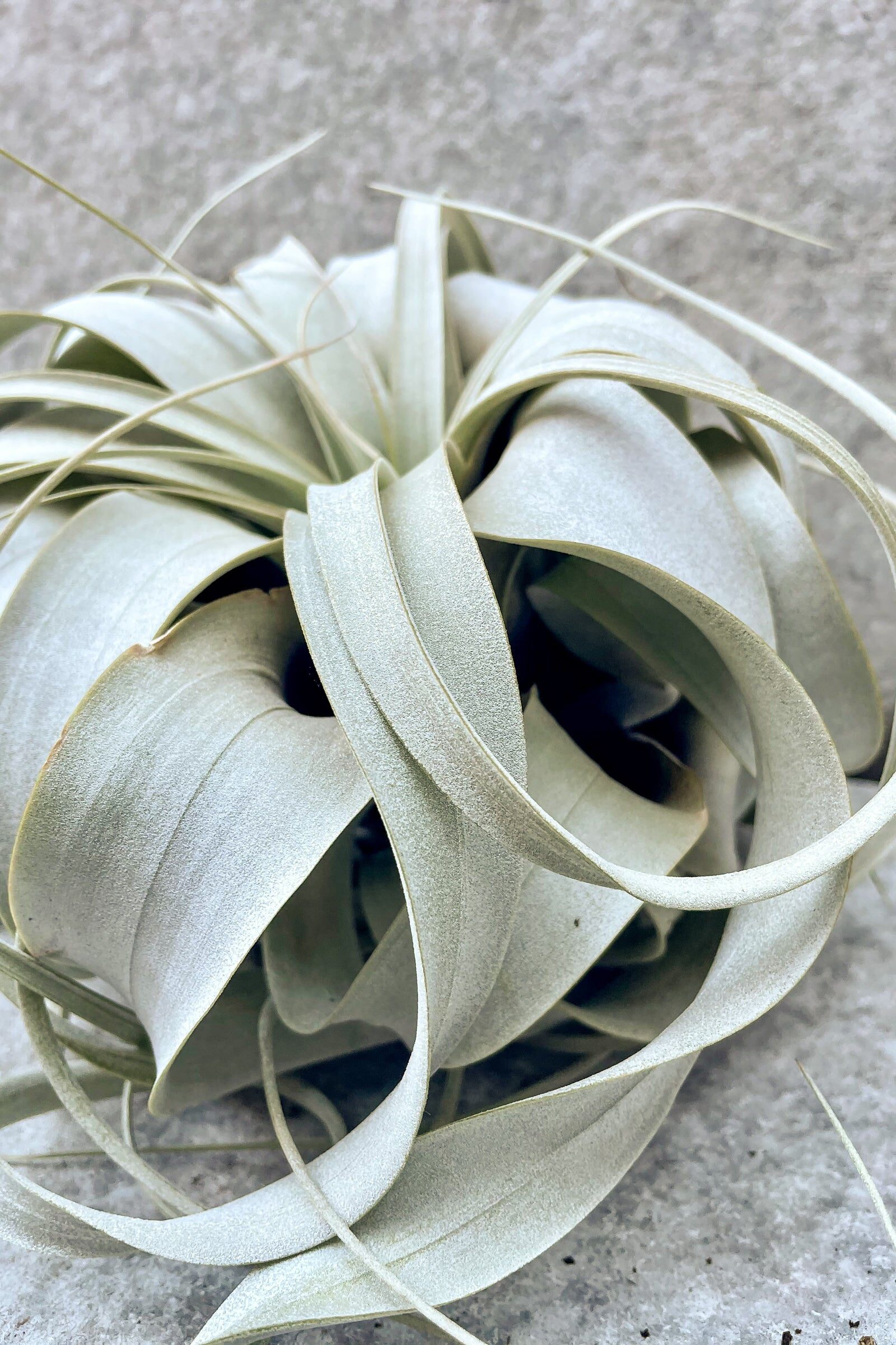tillandsia xerographica leaf close-up