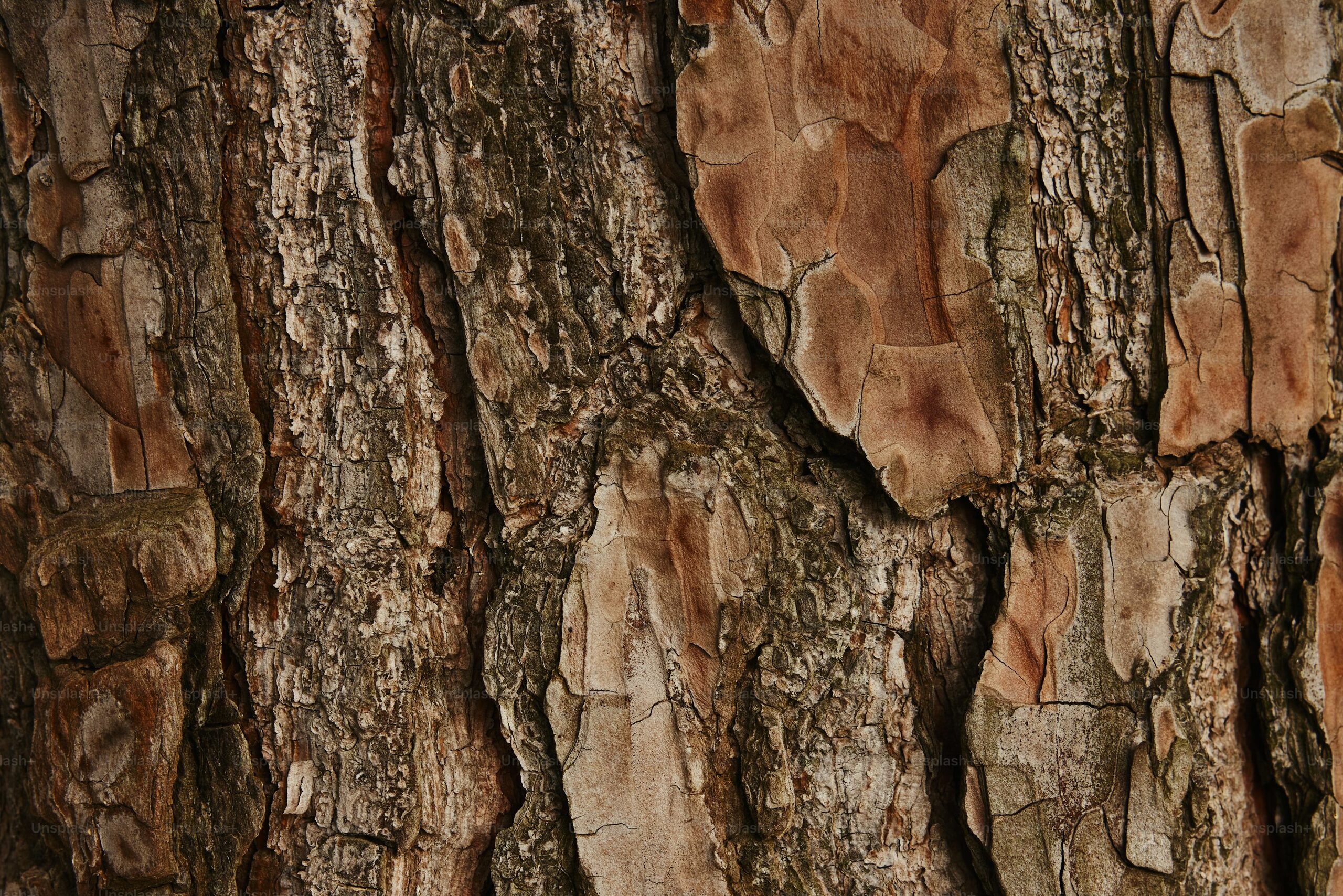 tillandsia xerographica on cork bark
