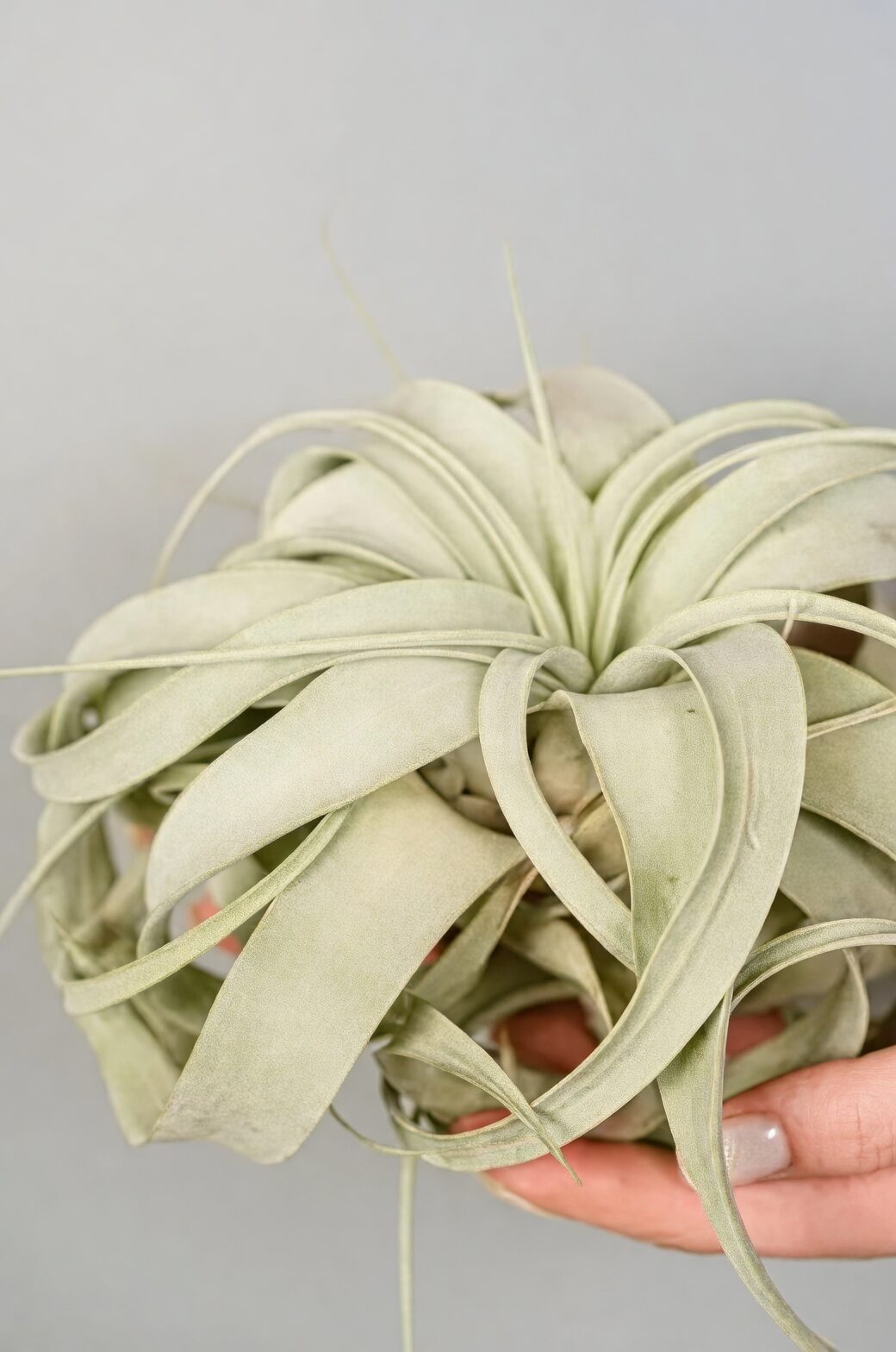 Tillandsia xerographica hand shadow