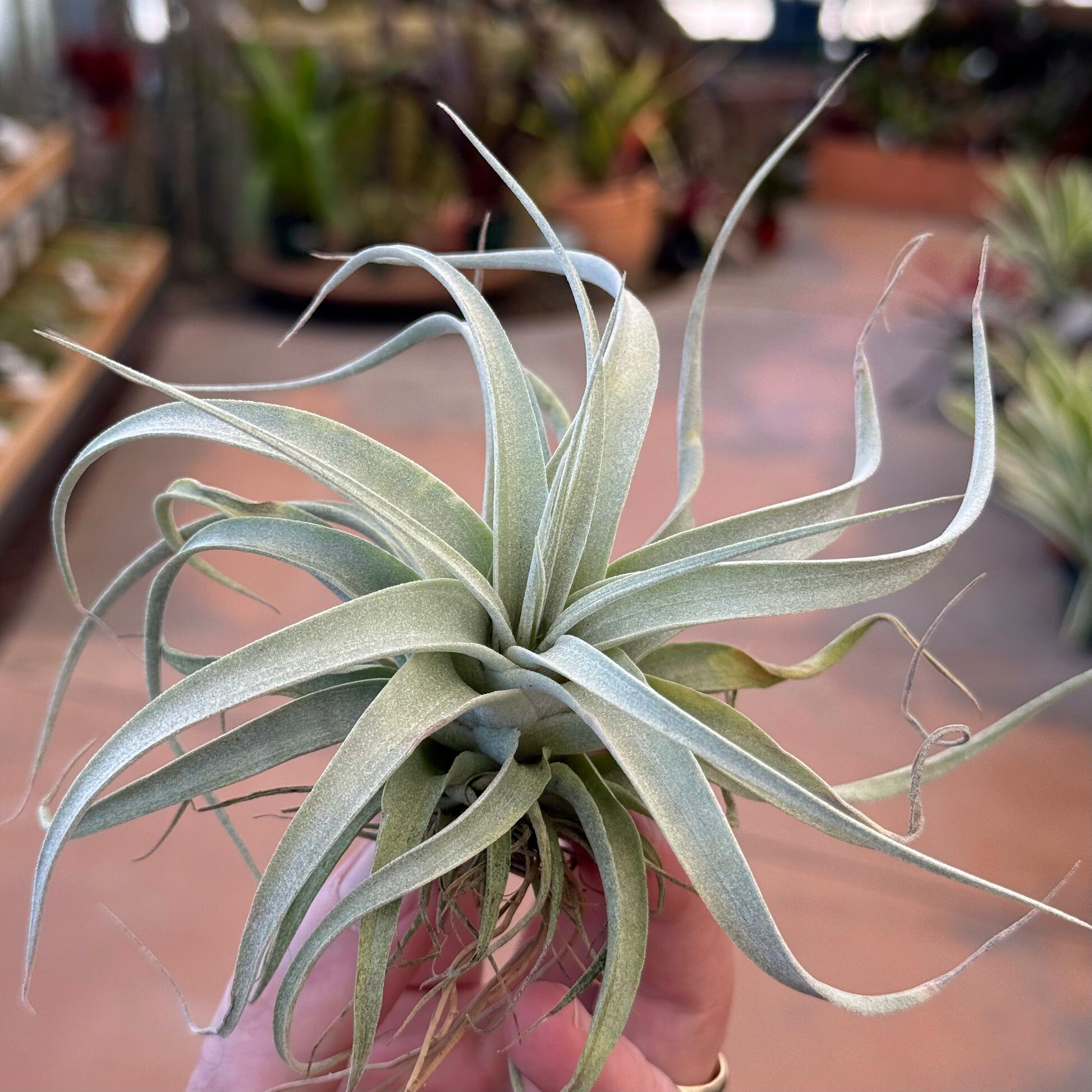 tillandsia xerographica leaf trichomes close-up