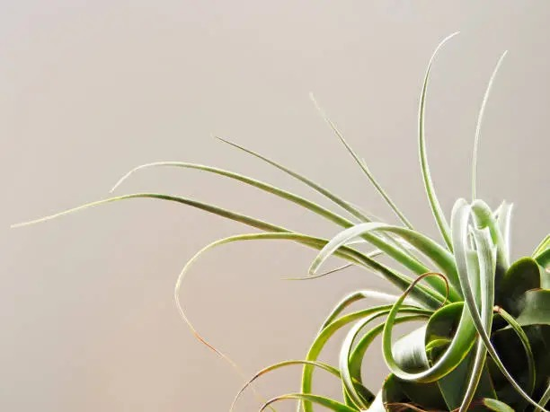 tillandsia xerographica purple inflorescence