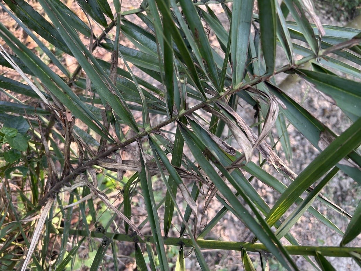 pygmy date palm leaf tip brown