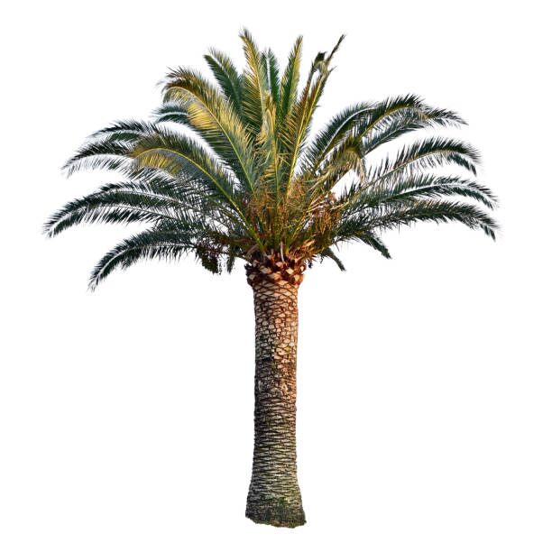 watering pygmy date palm pot