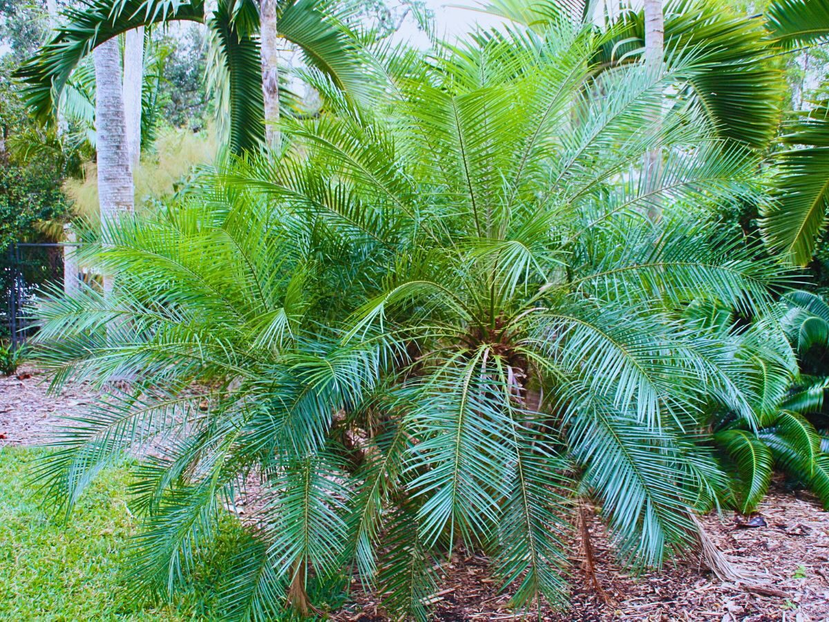 pygmy date palm outdoor half shade