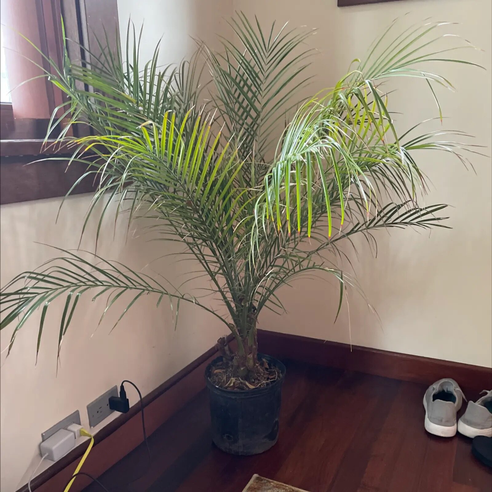 pygmy date palm winter window