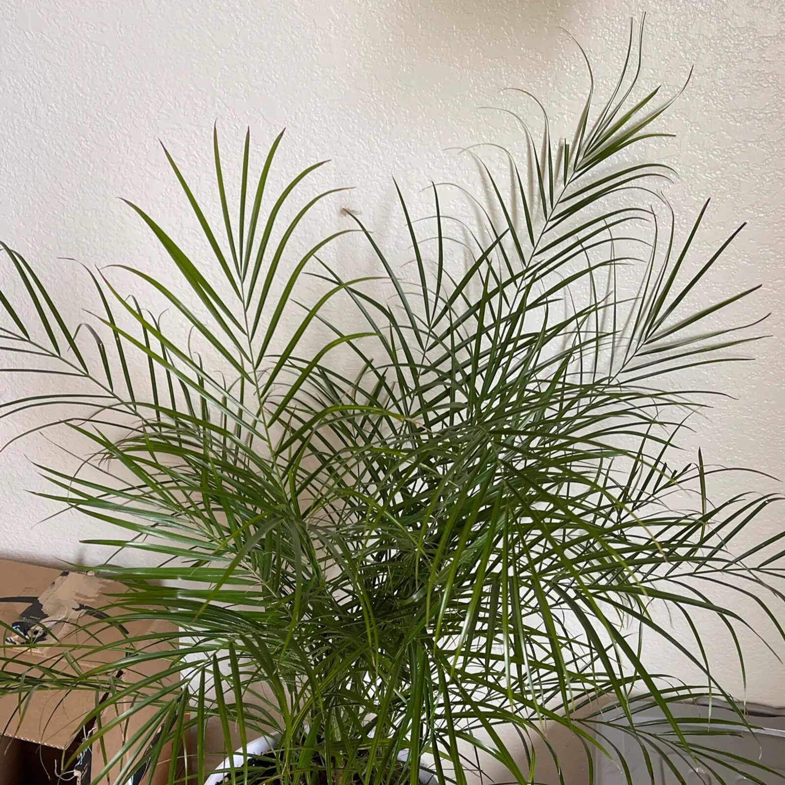 叶黄、叶尖枯还是害虫作祟？一张表看懂 Butia odorata 的营养缺乏与虫病对策