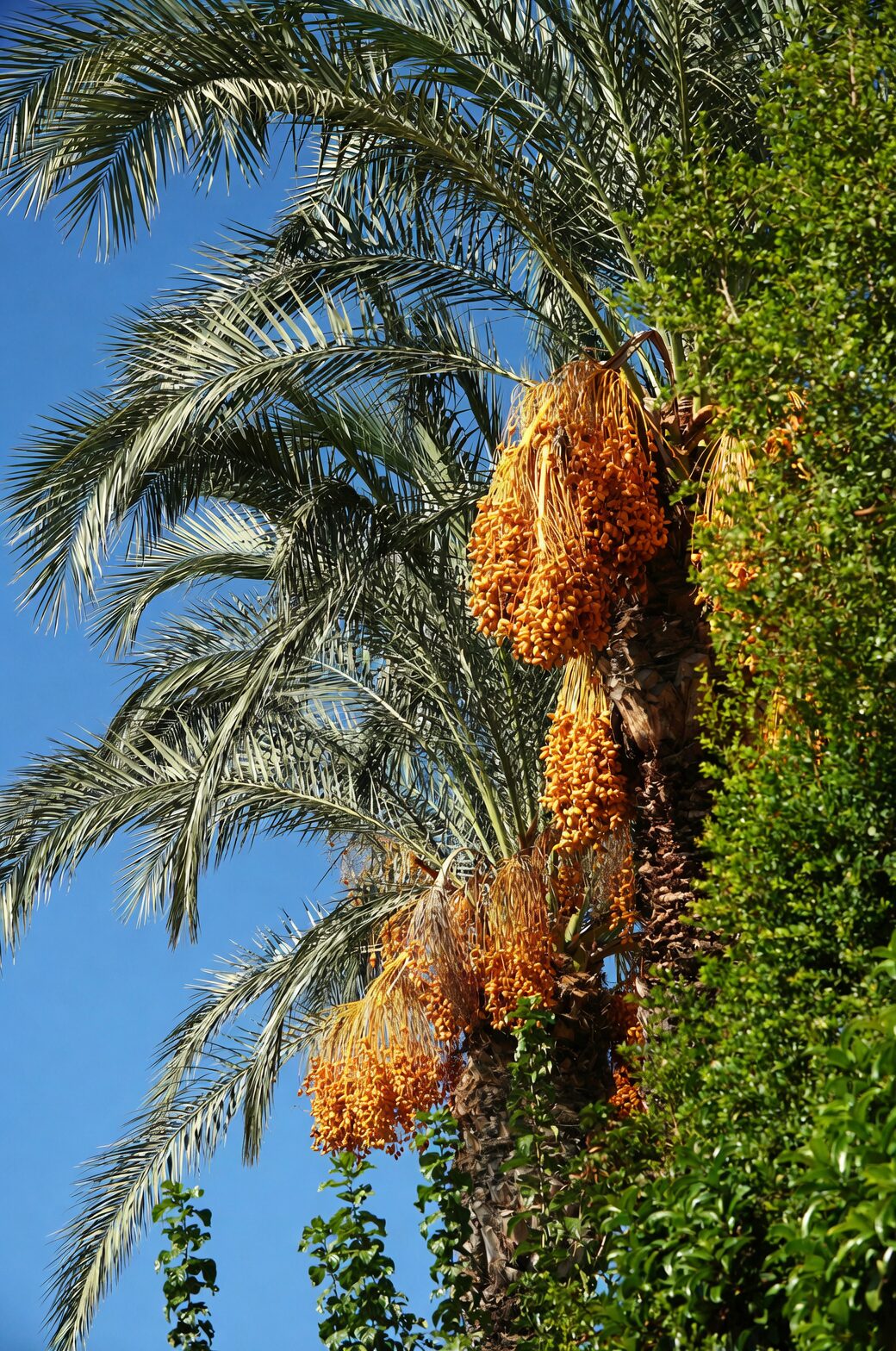 pygmy date palm interveinal chlorosis