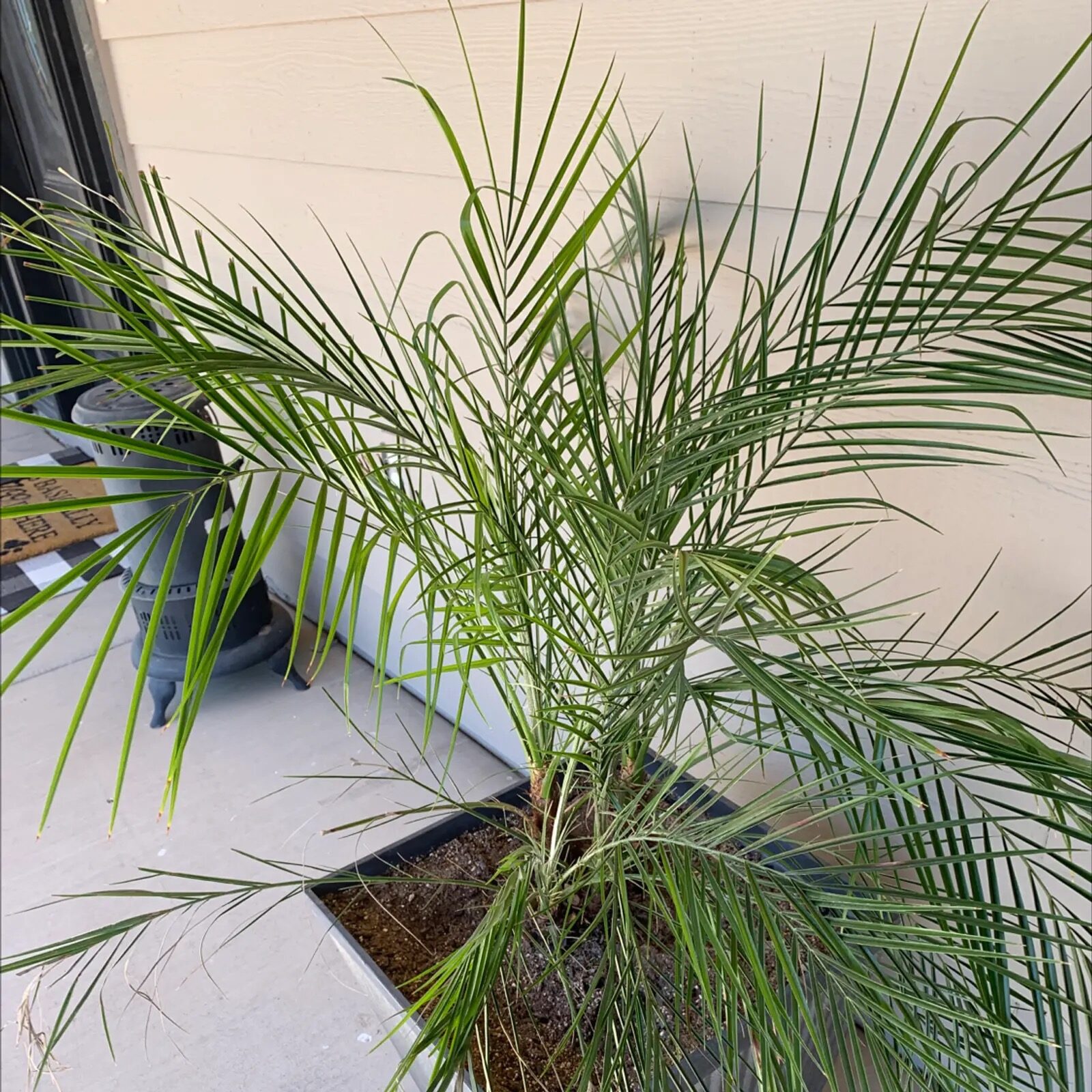 pygmy date palm leaf edge burn