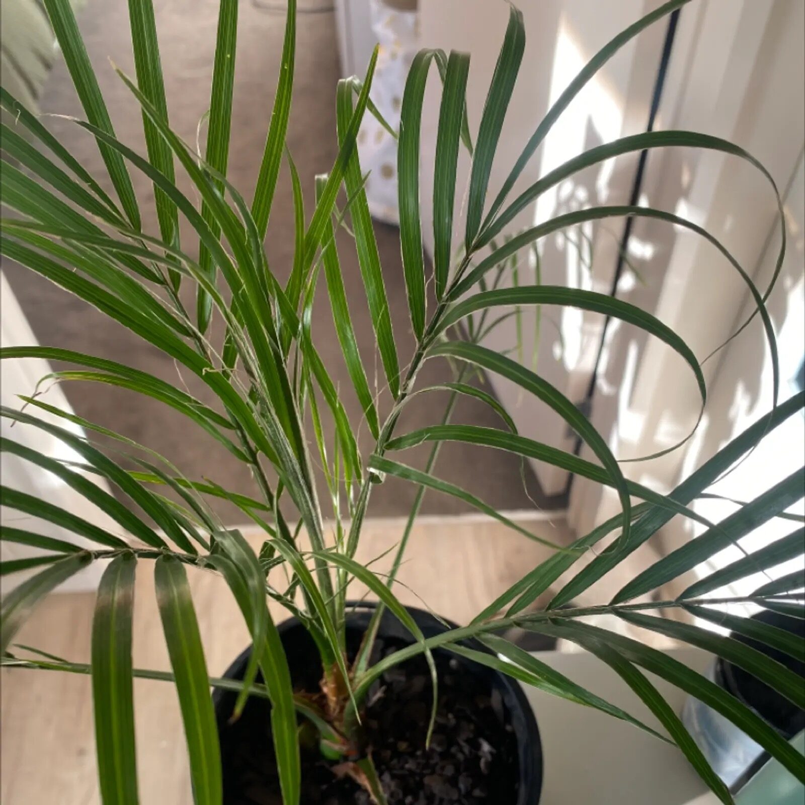 pygmy date palm spider mites webbing