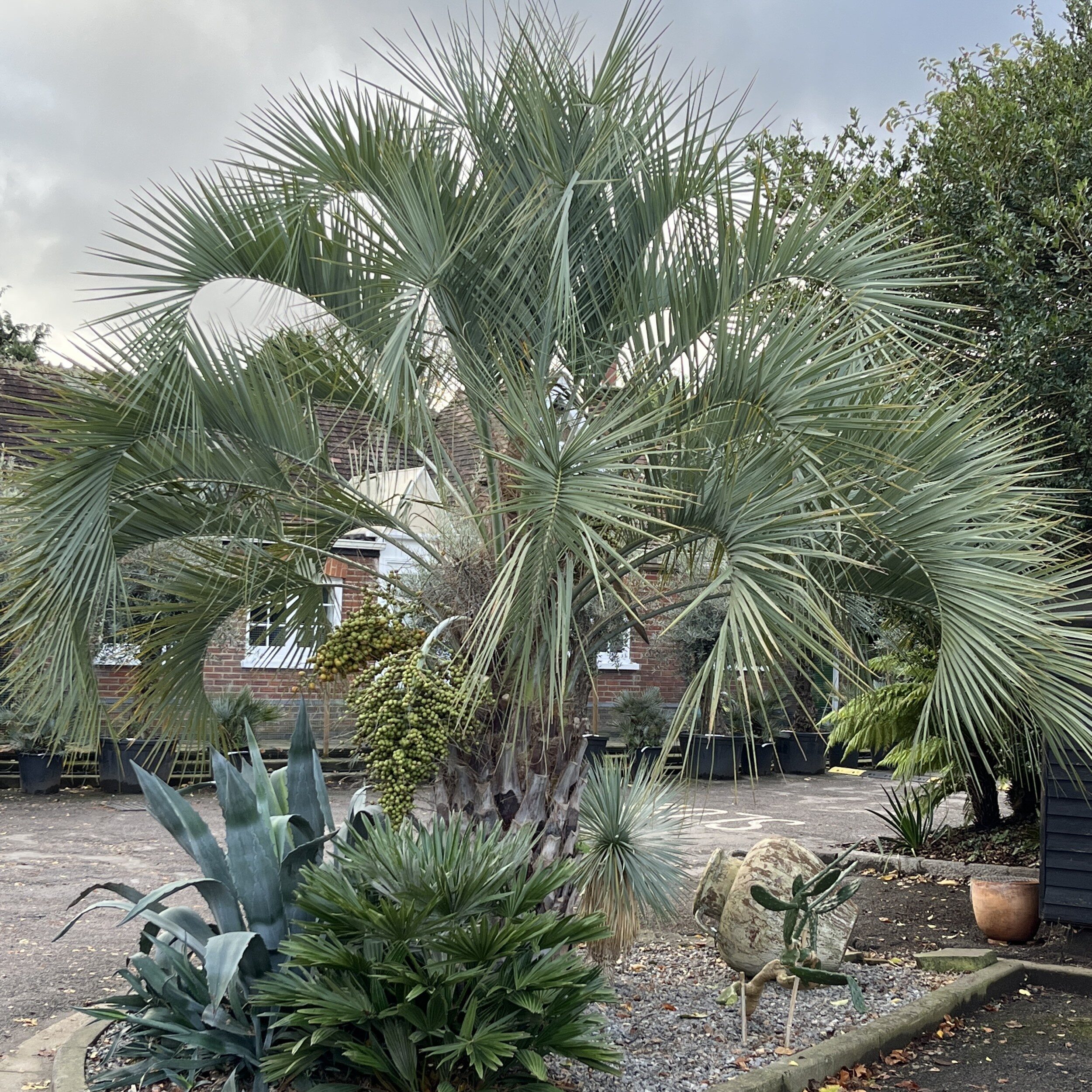butia odorata V-shaped pinnae close-up