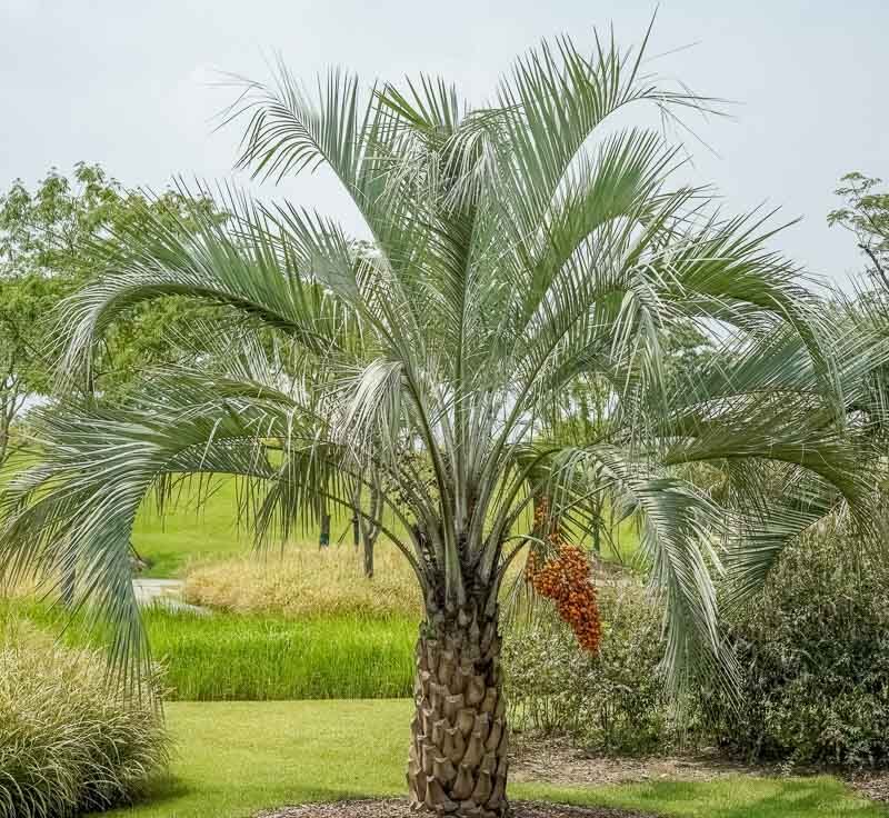 butia odorata temperate garden