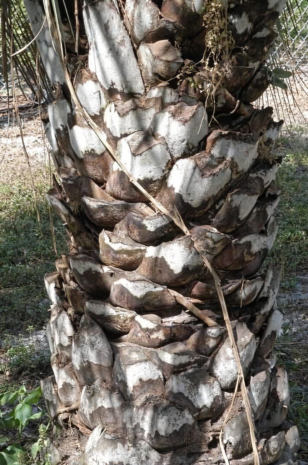 Butia odorata trunk leaf bases