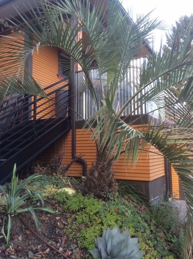 Butia odorata front yard entry