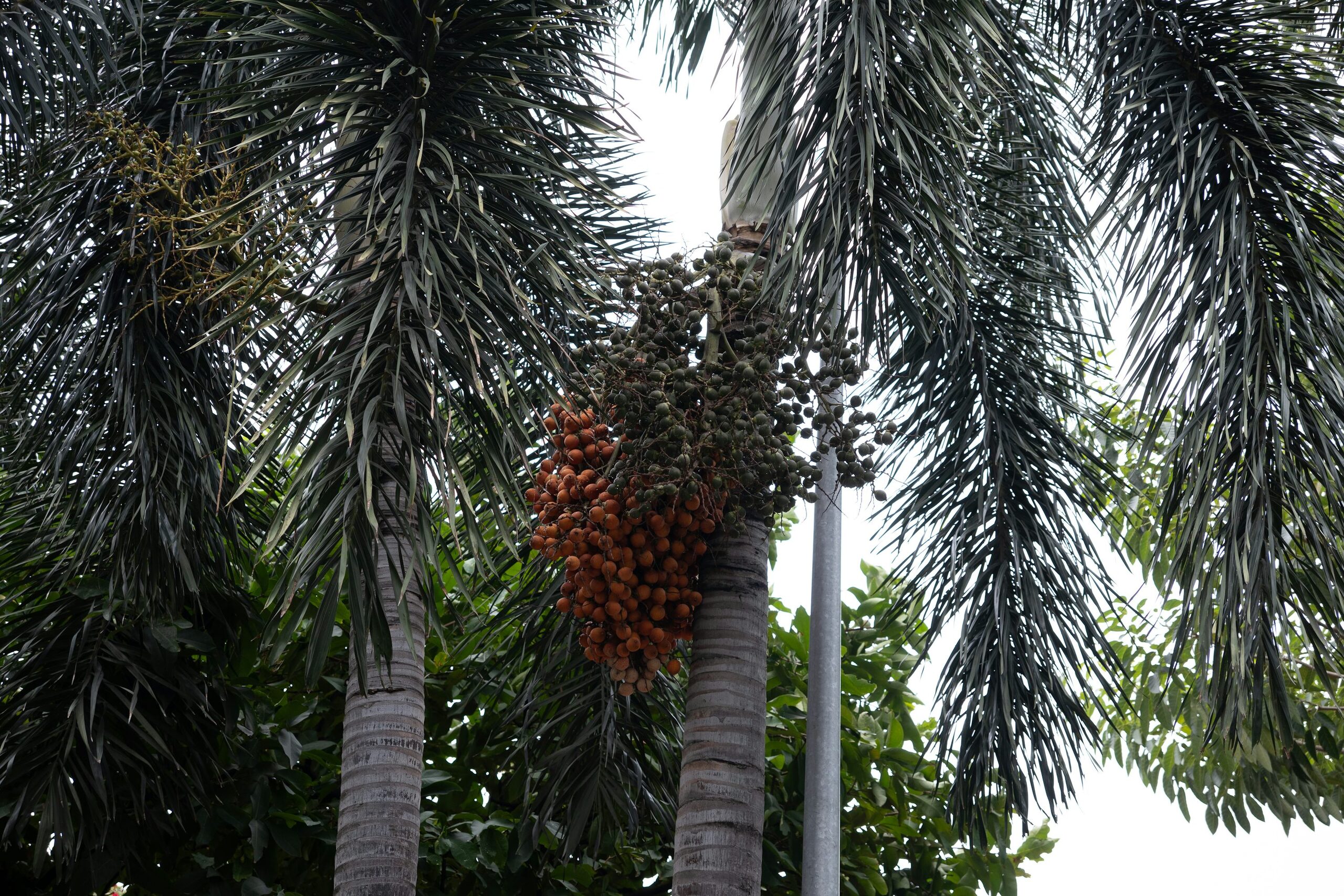 没有传统“花语”，却有一整套味觉记忆：Butia odorata 的现代象征从巴西 Butiá 果酱节说起