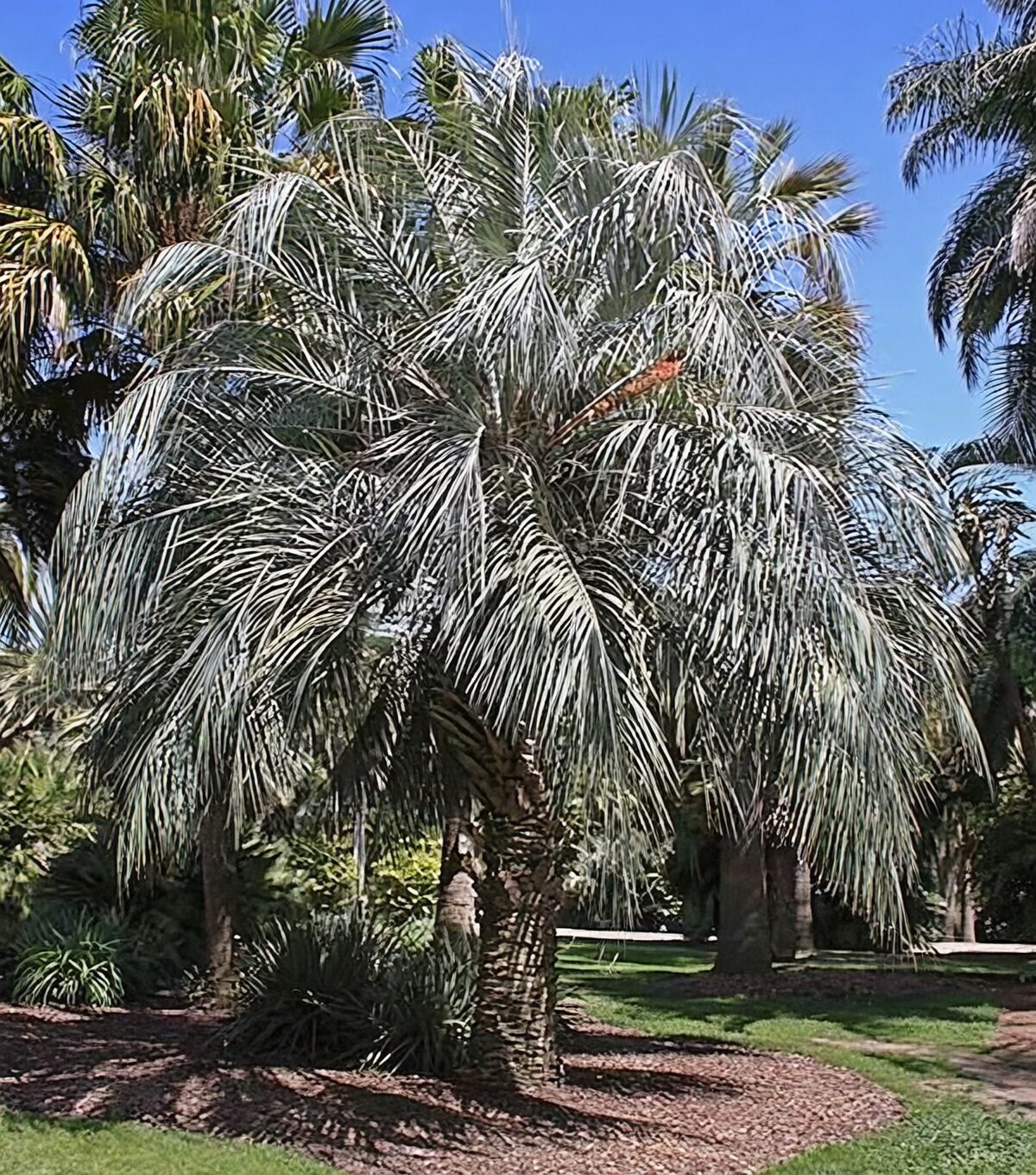 Butia odorata grove coastal dunes