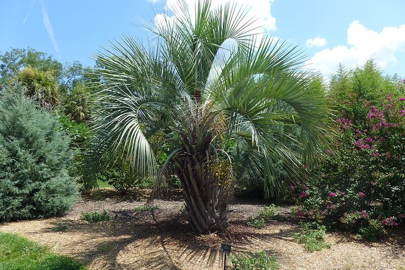 Butia odorata fronds trunk close-up
