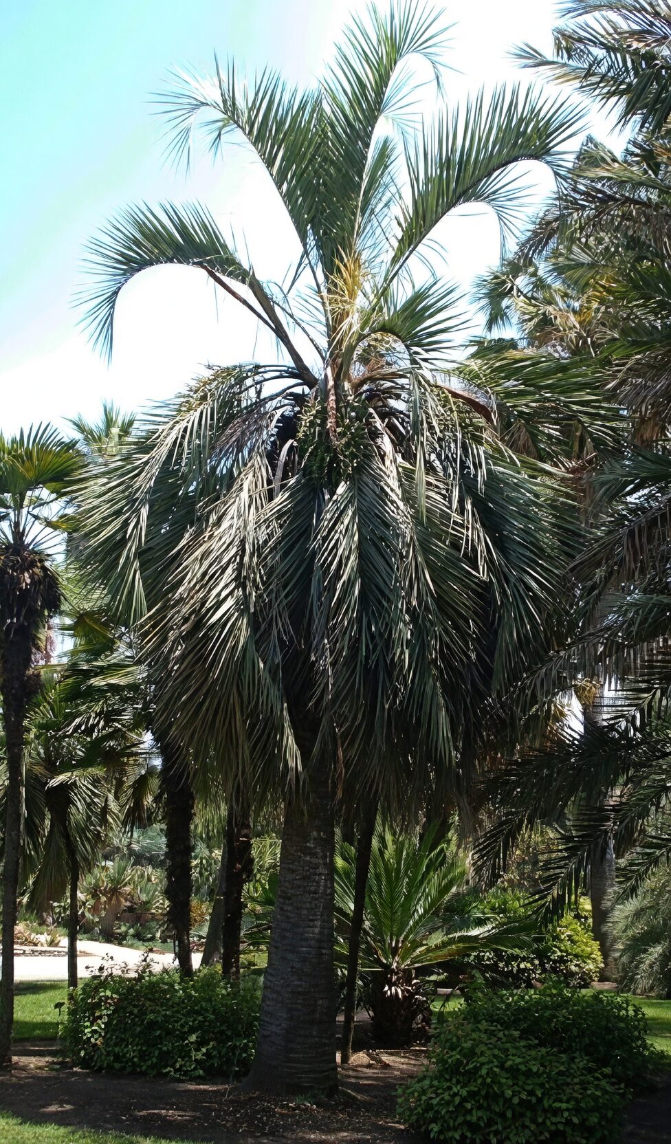 Butia odorata windbreak layered planting
