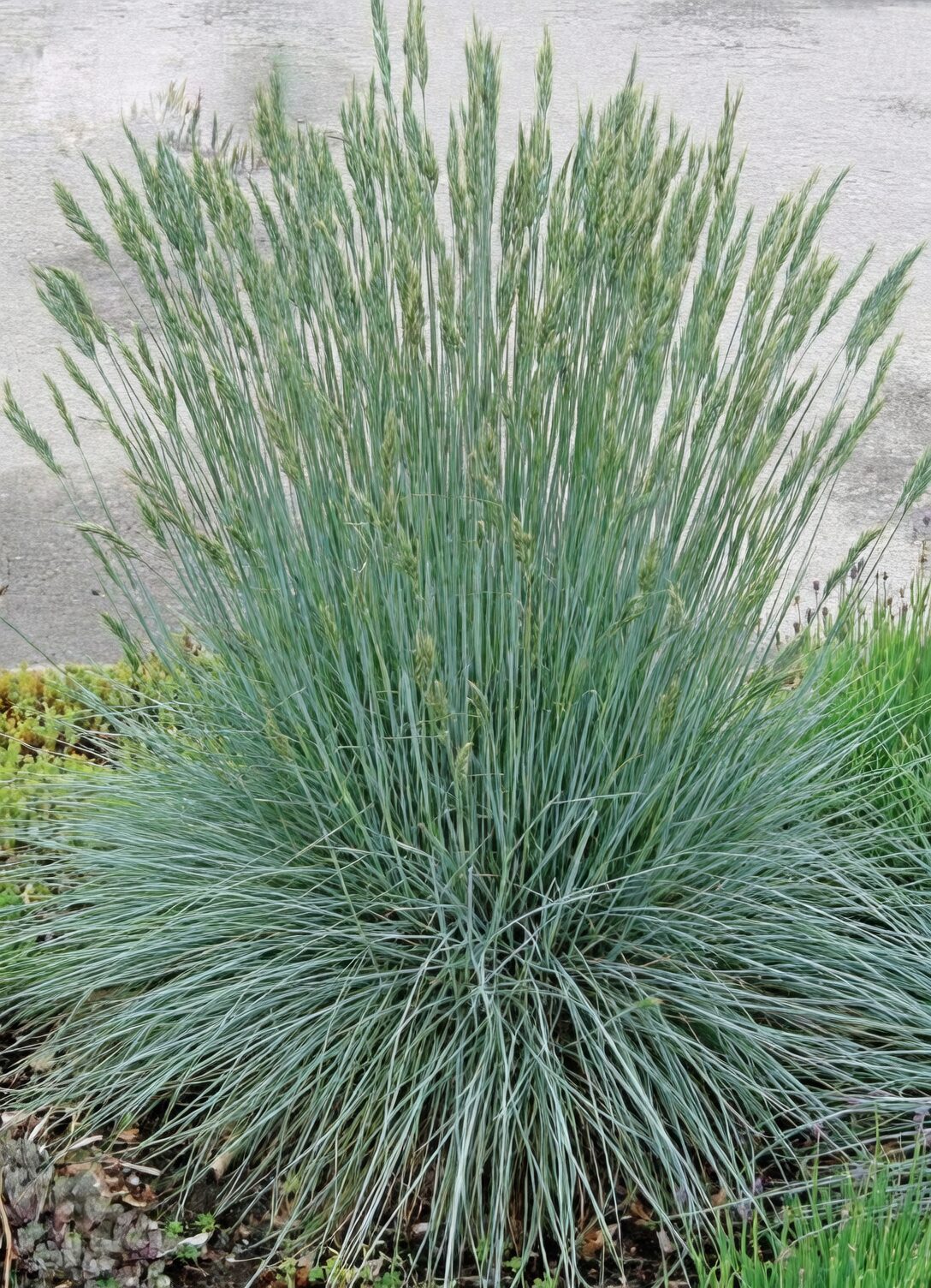 Butia odorata with agave blue fescue