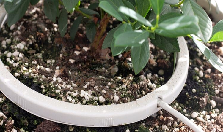 Butia odorata drip irrigation ring