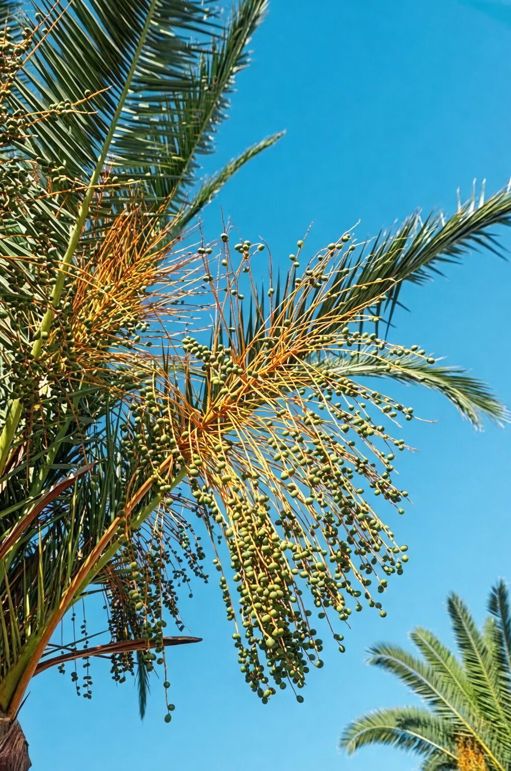 从硬核种子到小棕榈：Butia odorata 播种提速全攻略