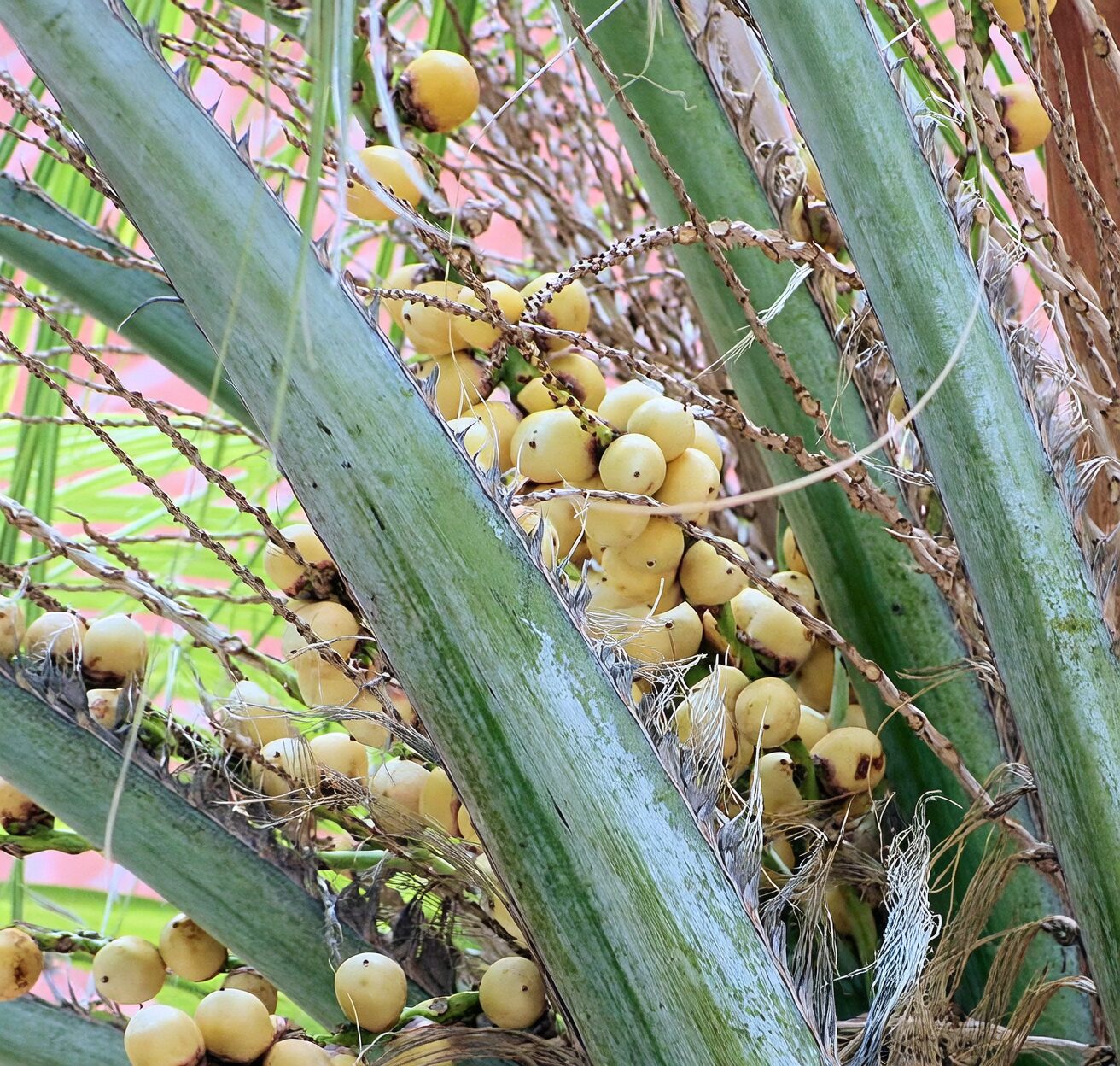 butia odorata seeds cleaning water