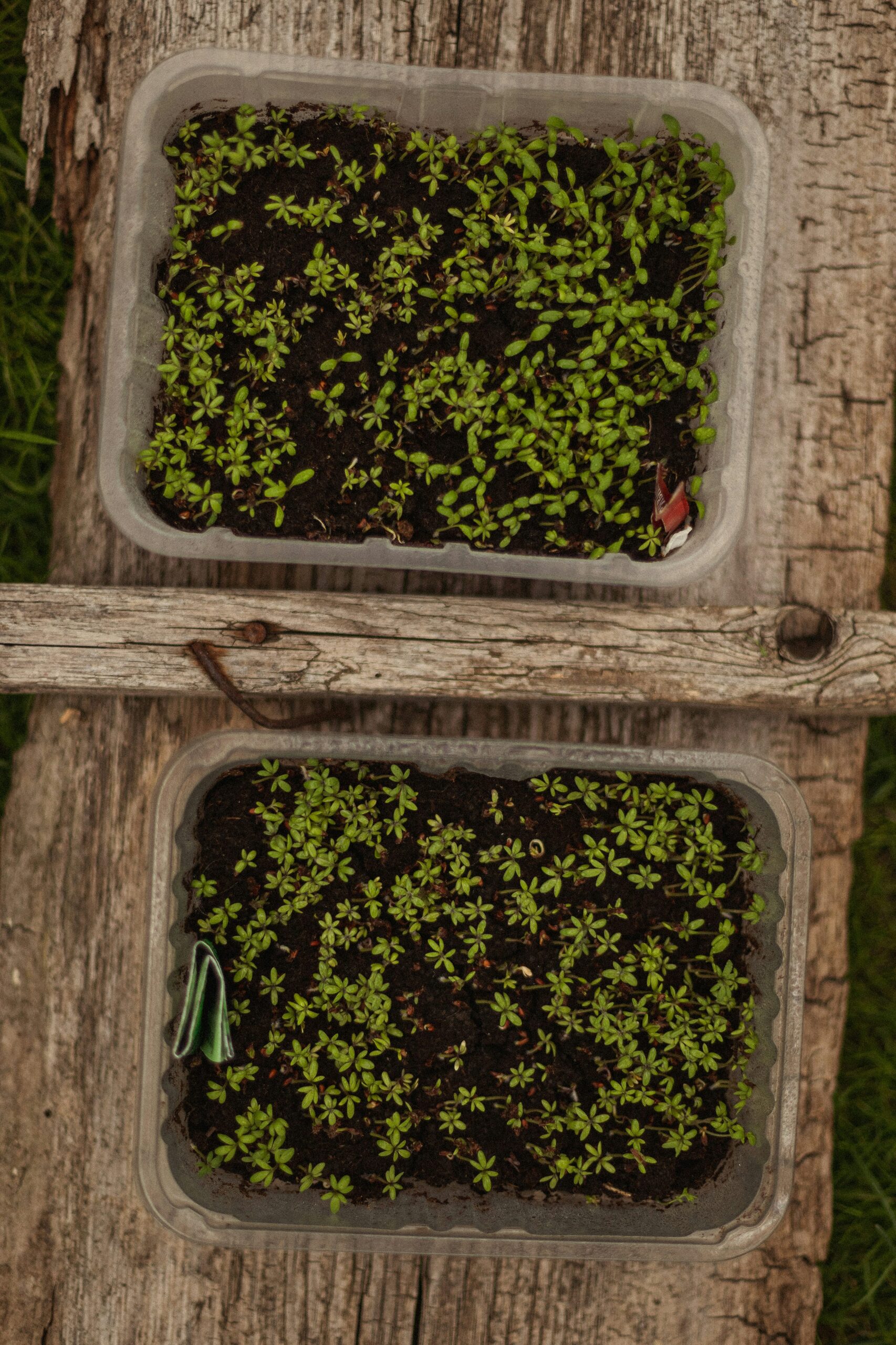 butia odorata seeds germination box