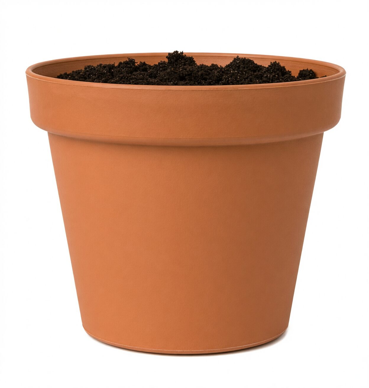 butia odorata seedling repotting deep pot