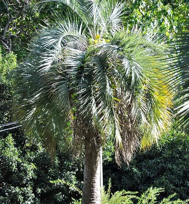 自家果园的香气！用 Butia odorata 果实做低糖果酱与气泡饮