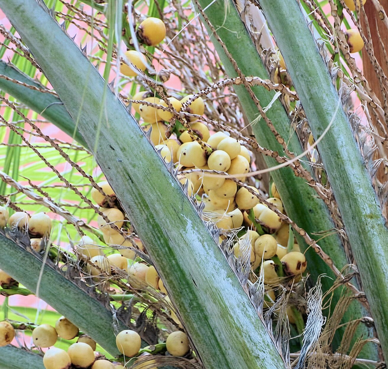 Butia odorata pulp food mill