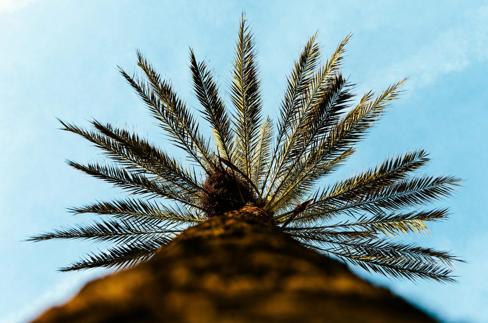 pindo palm fronds tied cone