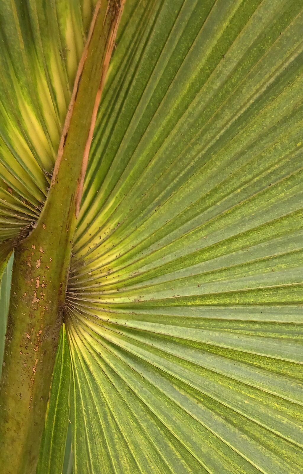 pindo palm spear pull close-up