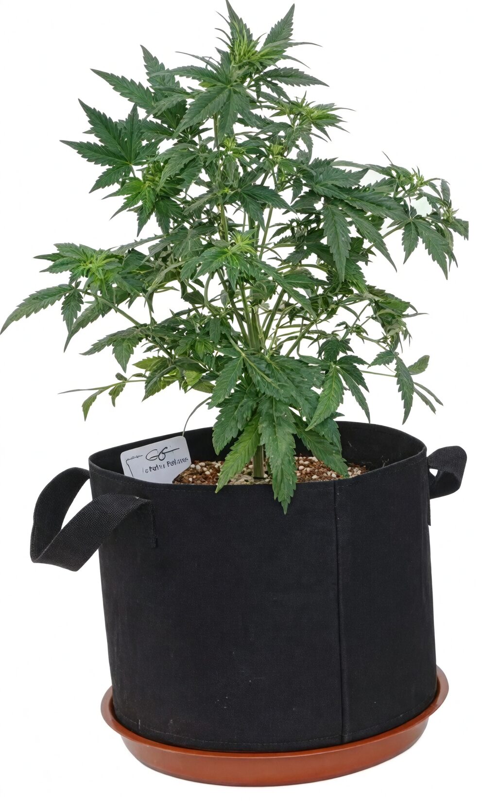 Pindo palm fabric pot air pruning