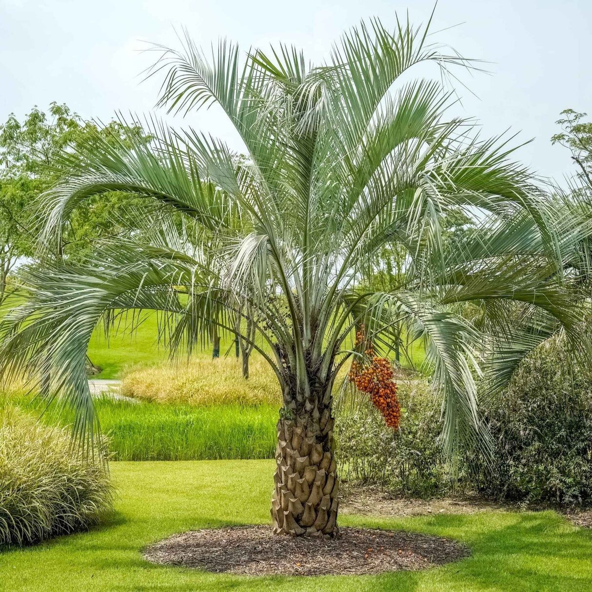 Pindo palm ring trench root pruning