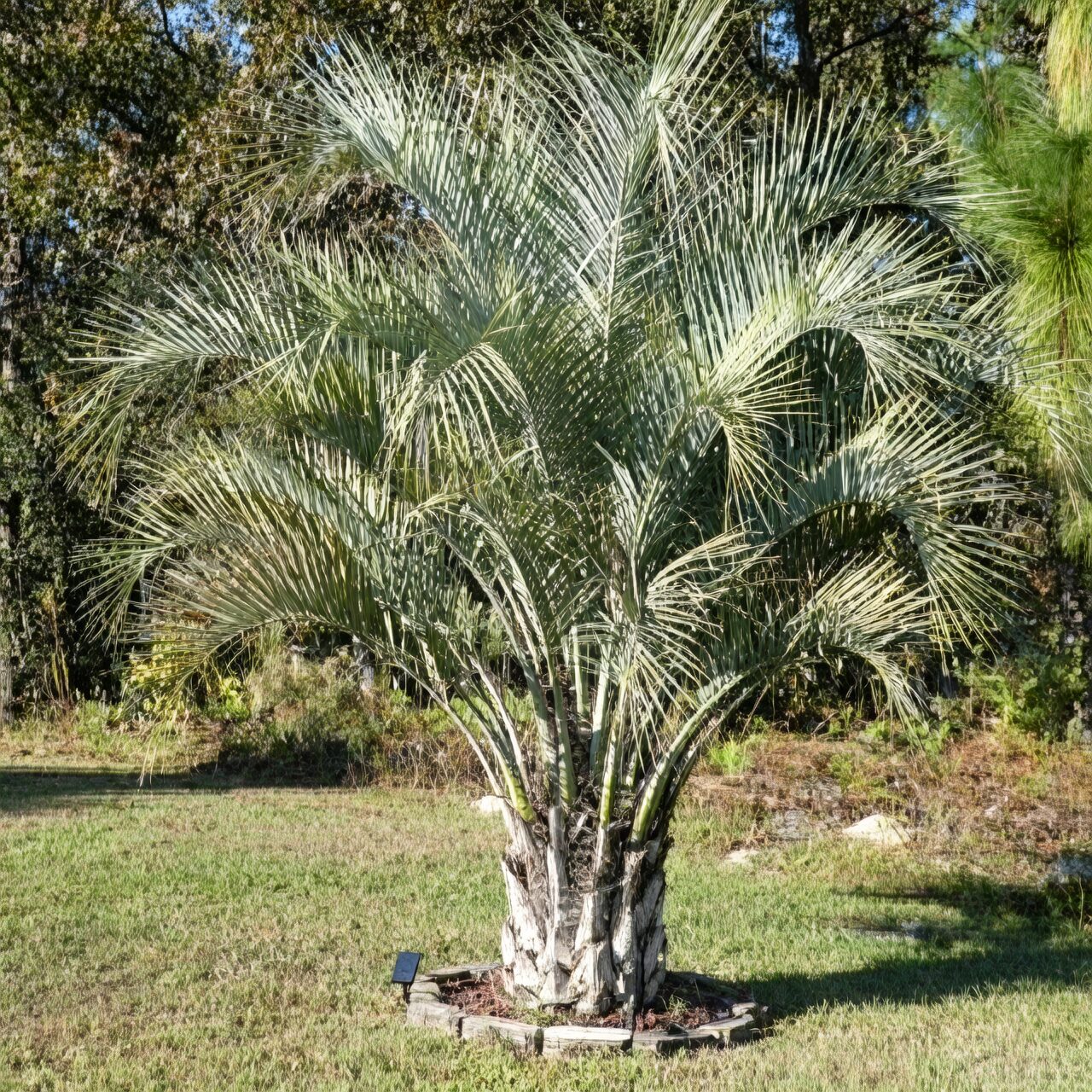 Pindo palm planting depth soil line