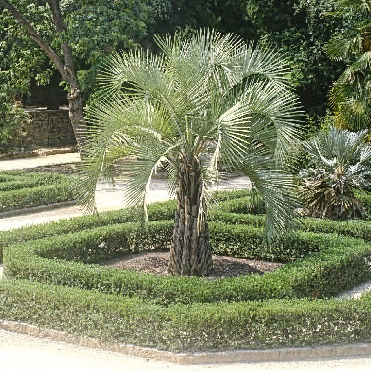 Butia odorata leaf arch close-up