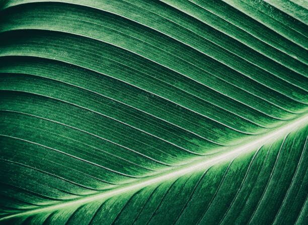 Butia odorata leaflets deep V close-up