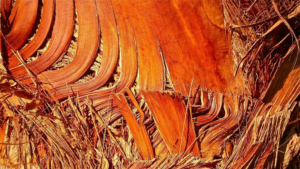 Butia odorata trunk fiber texture