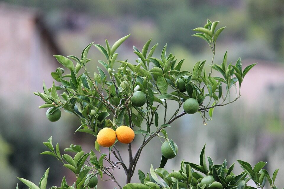 Butia odorata orange fruit cluster