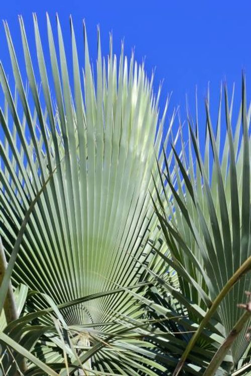 pindo palm leaf wax close-up